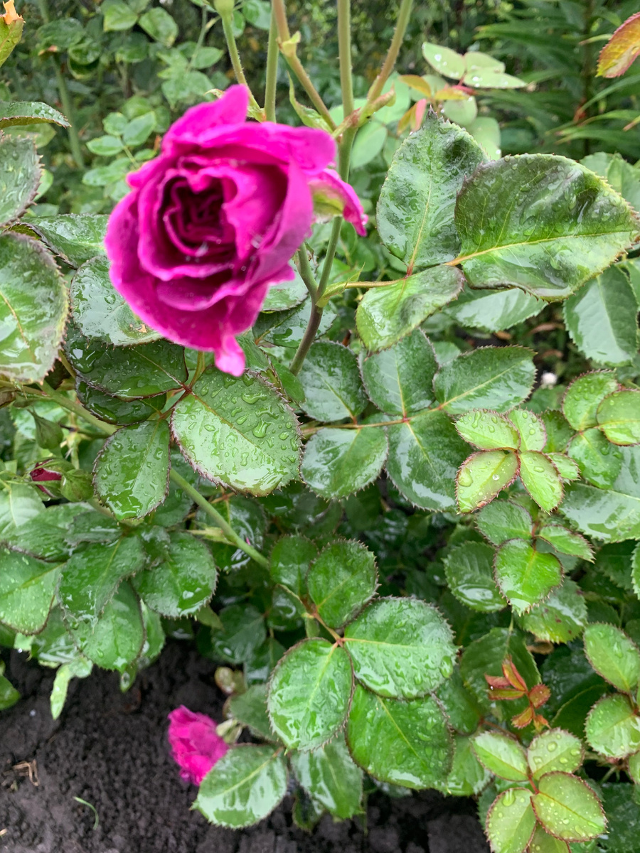 роза Минерва, все фото автора.