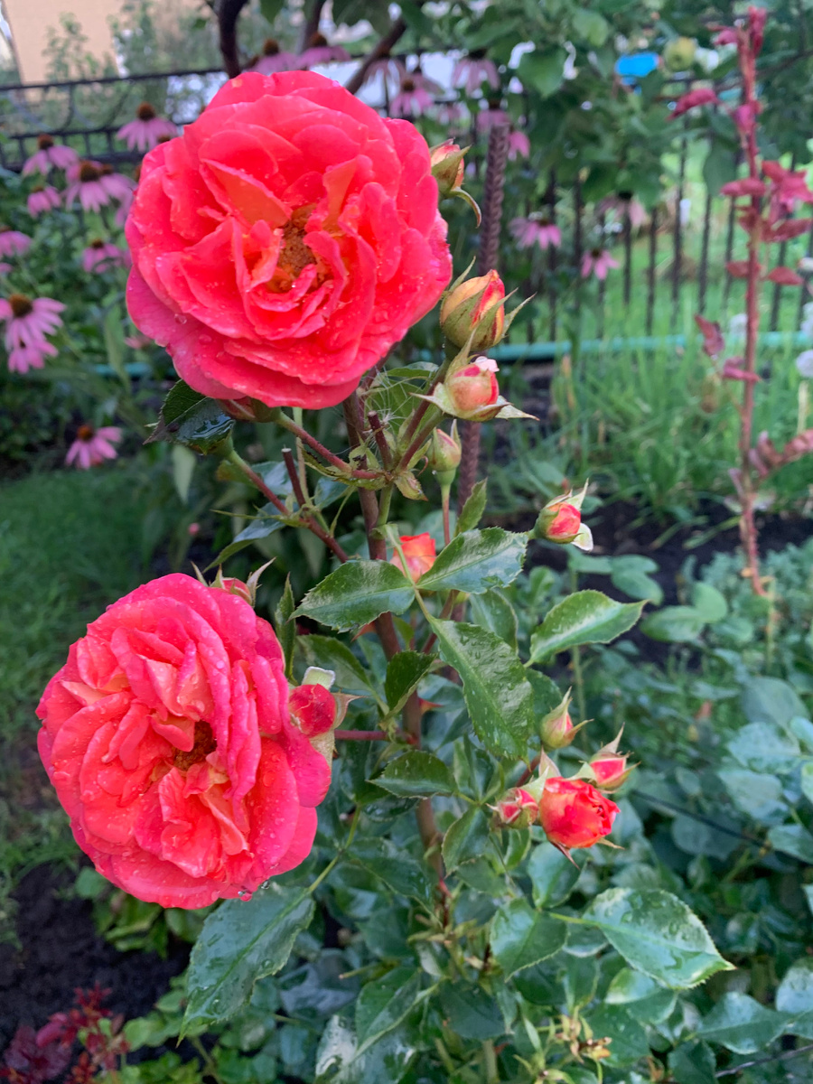 роза Братья Гримм,все фото автора