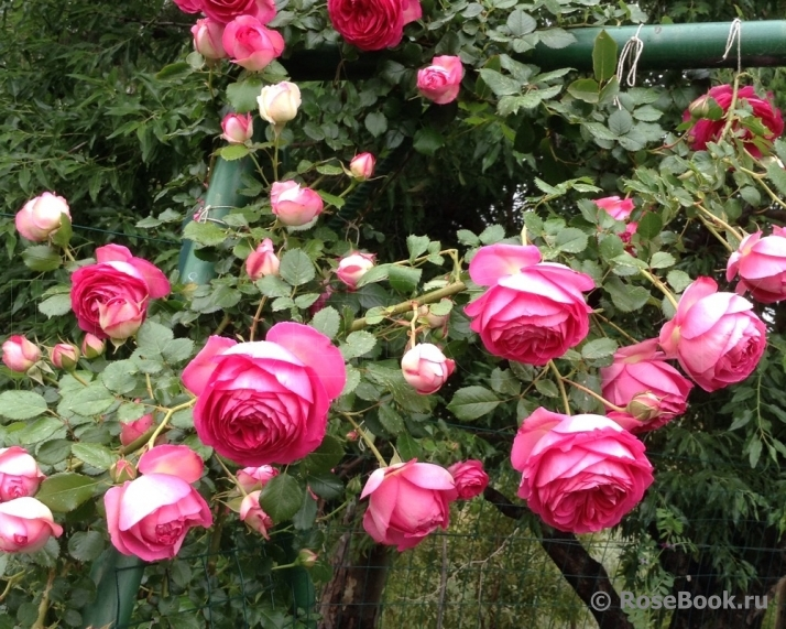 роза "Цикламен Пьер де Ронсар", фото с сайта Розебук