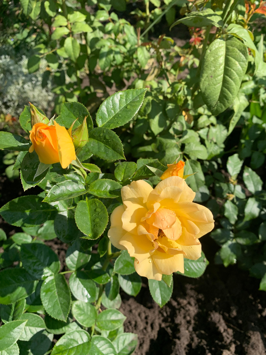 роза Ханзештадт Росток, все фото автора.