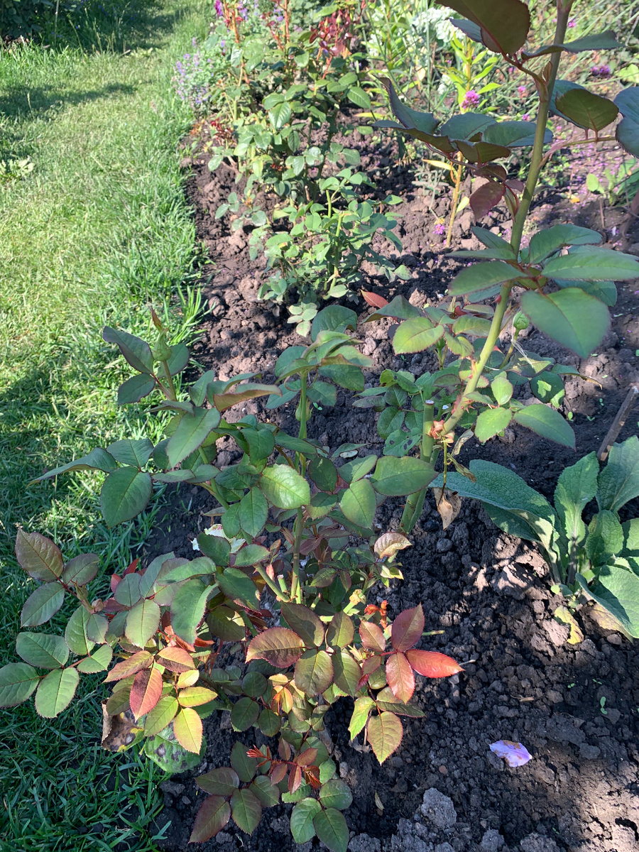 фото на 13. 08.25. в галереи 2 фото.