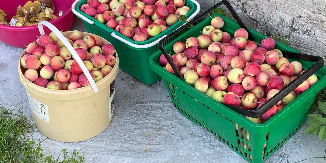 Никогда и никому не отдавайте излишки овощей со своего огорода, лучше выбросите. Вот почему нельзя отдавать