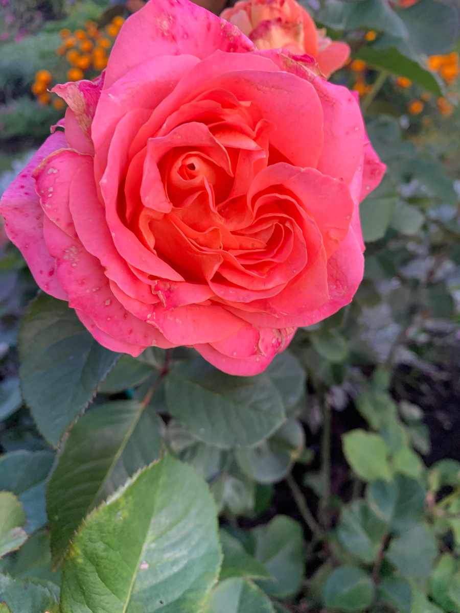 роза Вивьен Вествуд, все фото автора.