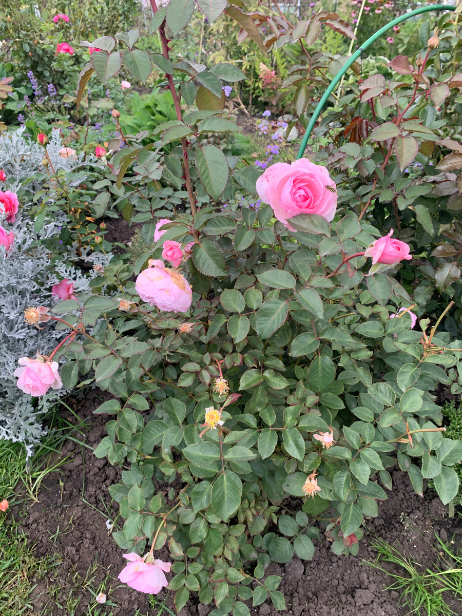 роза Оливия Роуз.