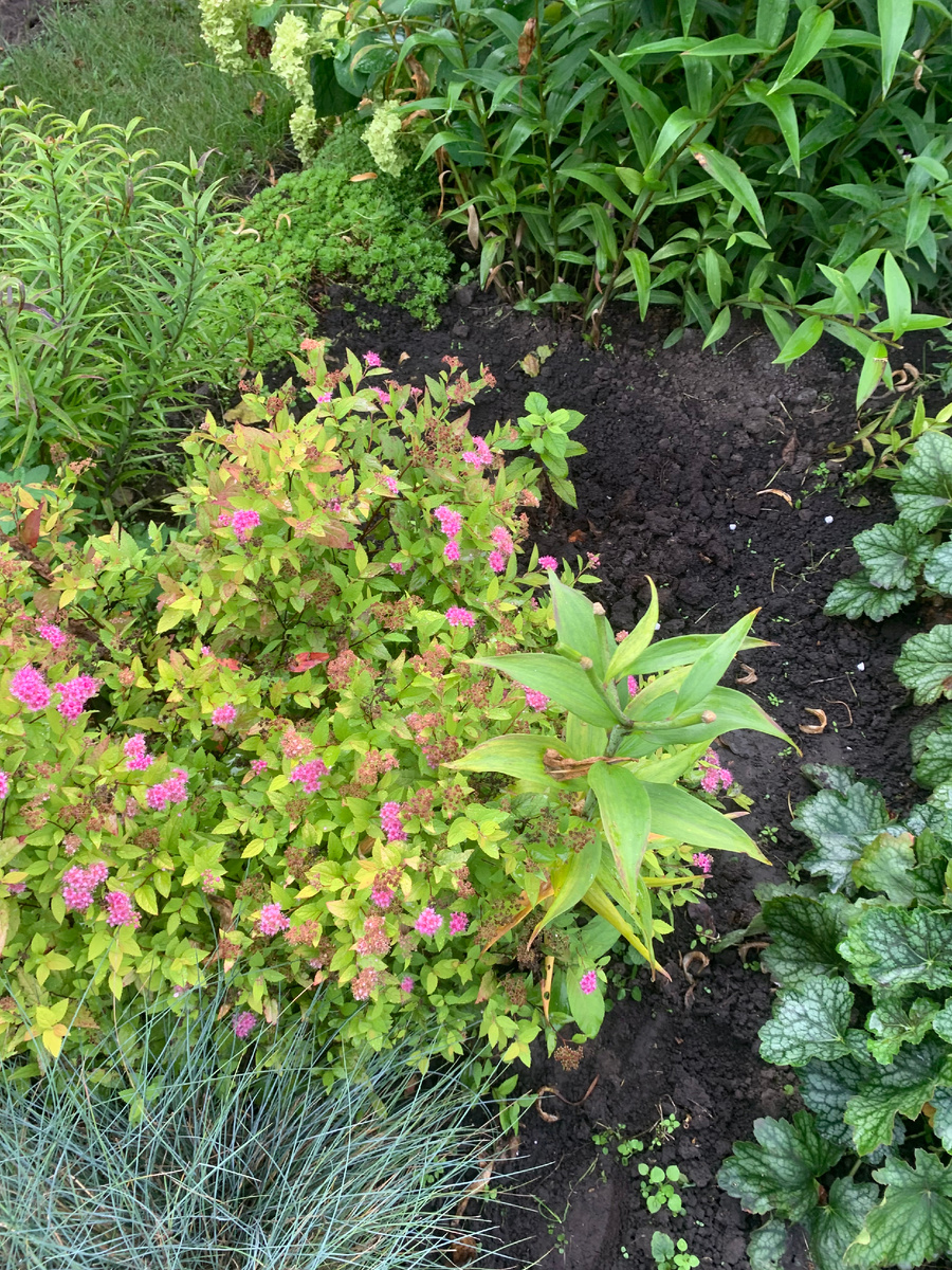 спирея, а за ней посажен Посконник, все фото автора.