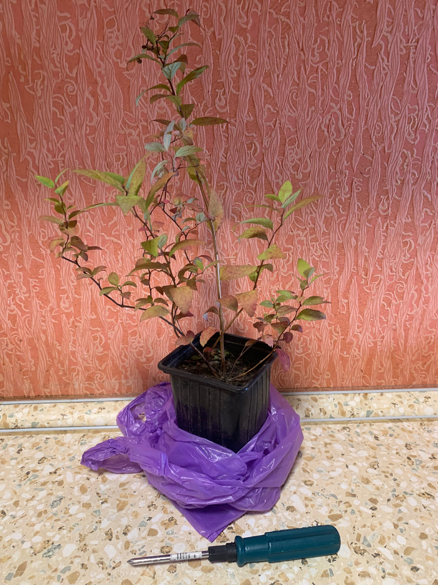 саженец спиреи Голдфлейм, все фото автора.