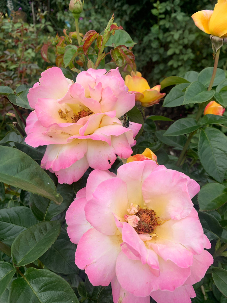 роза Глория Деи, все фото автора