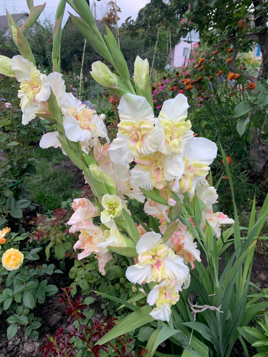 гладиолус Снегирь. Все фото автора.