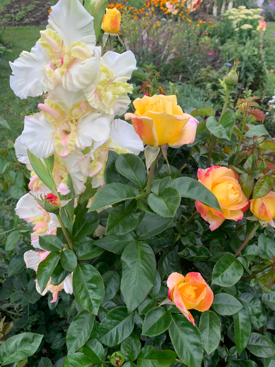 роза Пульман Ориент Экспресс. 