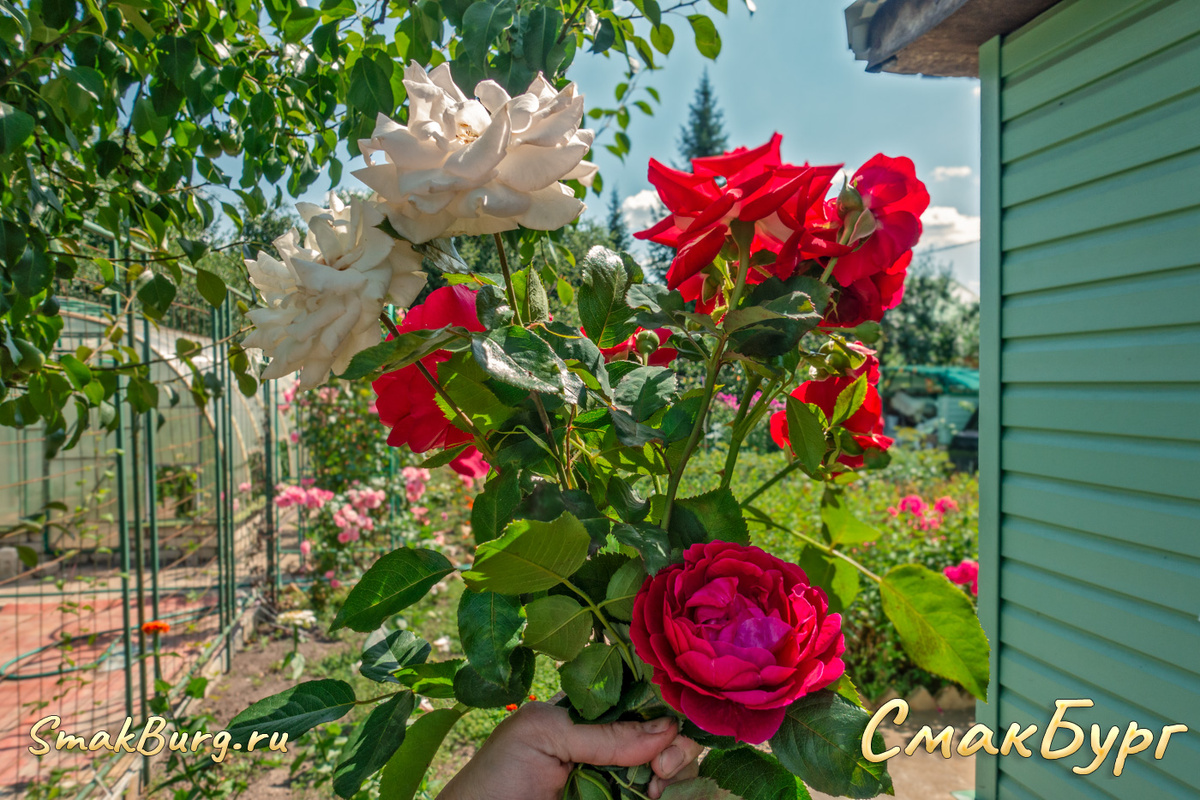 Приятный букет роз от бабушки Нади. Отличное настроение с ними - гарантировано!