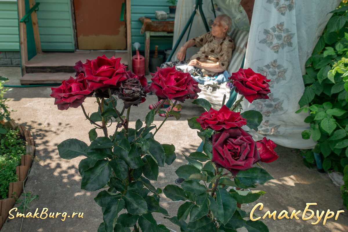 Розы и Надежда. В это есть что-то магическое и прекрасное!