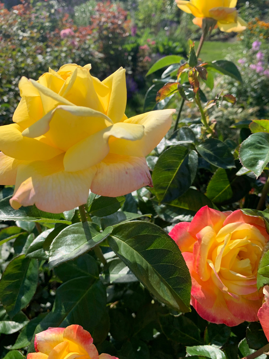 розы Глория Деи и Пульман Ориент Экспресс, все фото автора от 16.08.25 года.