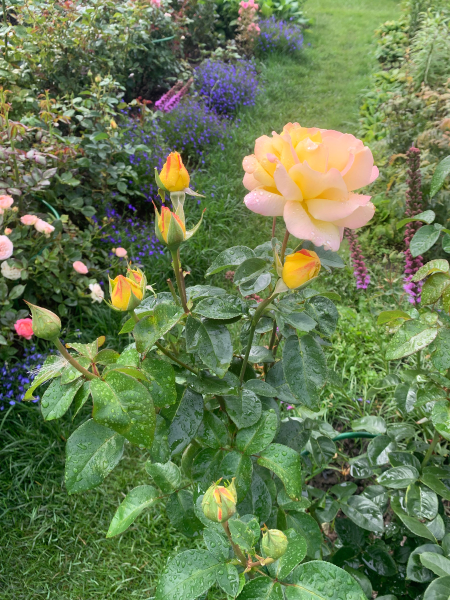 роза Глория Деи