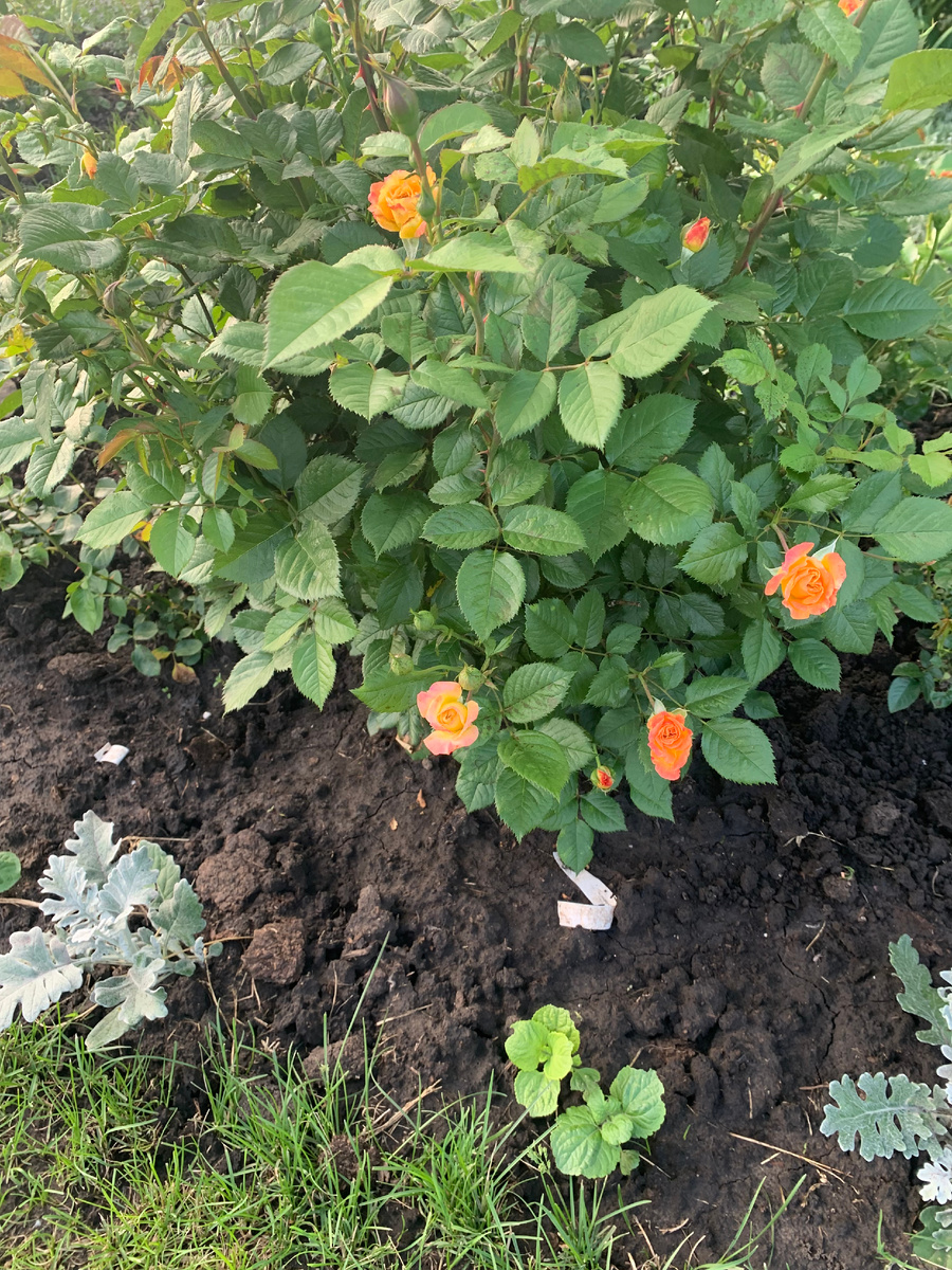 11.06.25.роза Гартеншпас, все фото автора 2025 года.