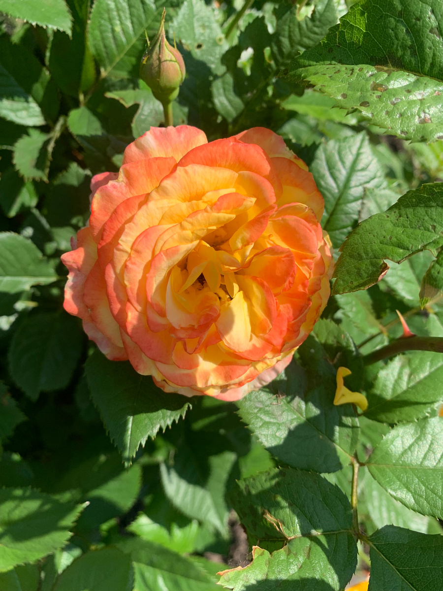 15.06.25. Цветок розы Гартеншпас