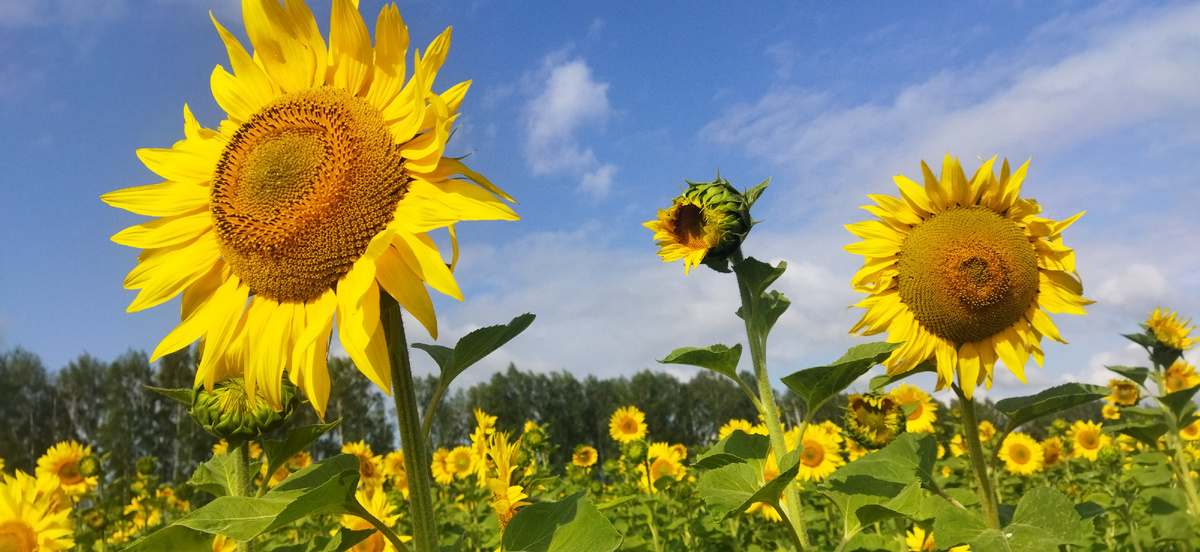 Подсолнухи