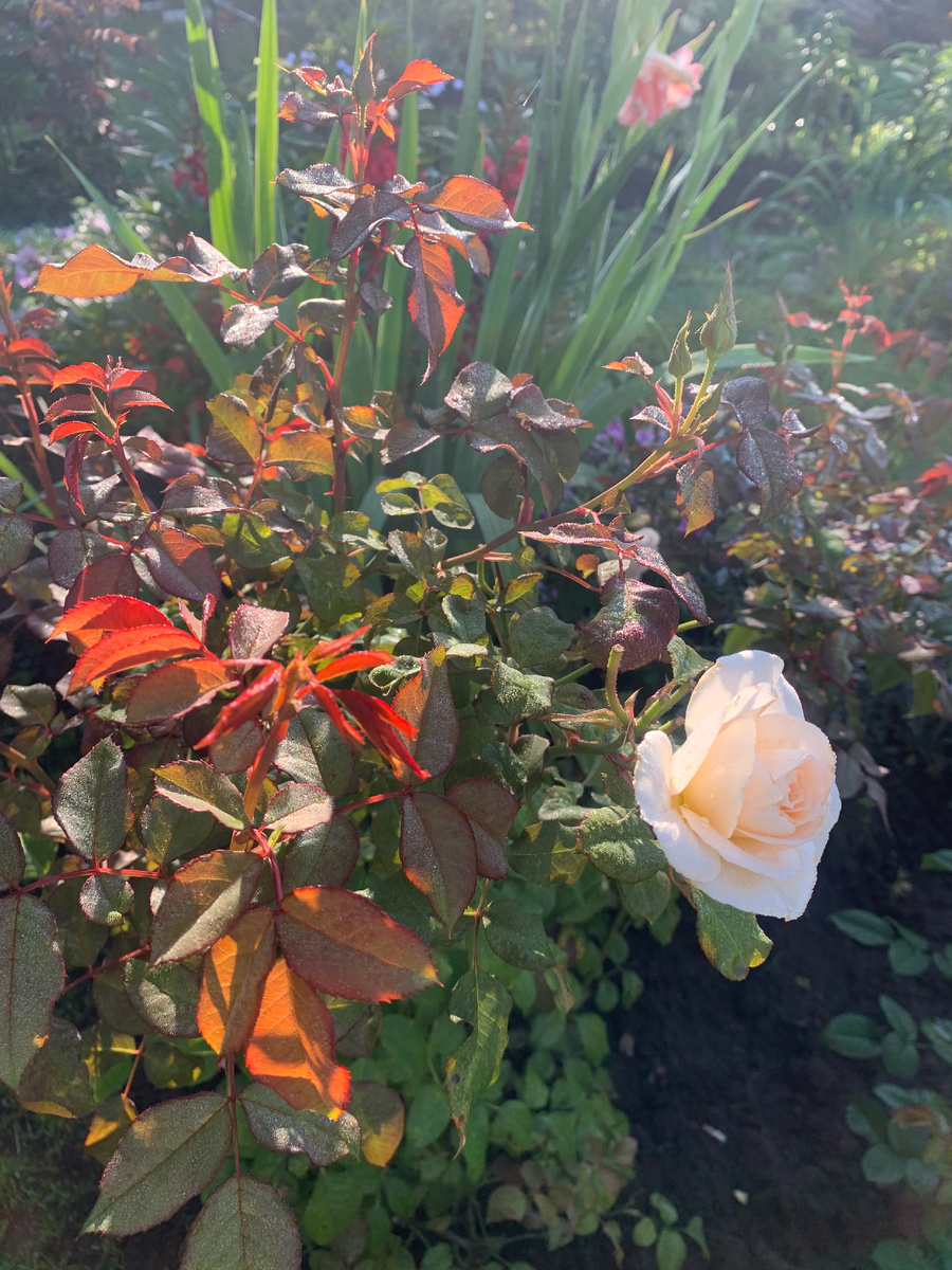 роза Свит Блонди, все фото автора.