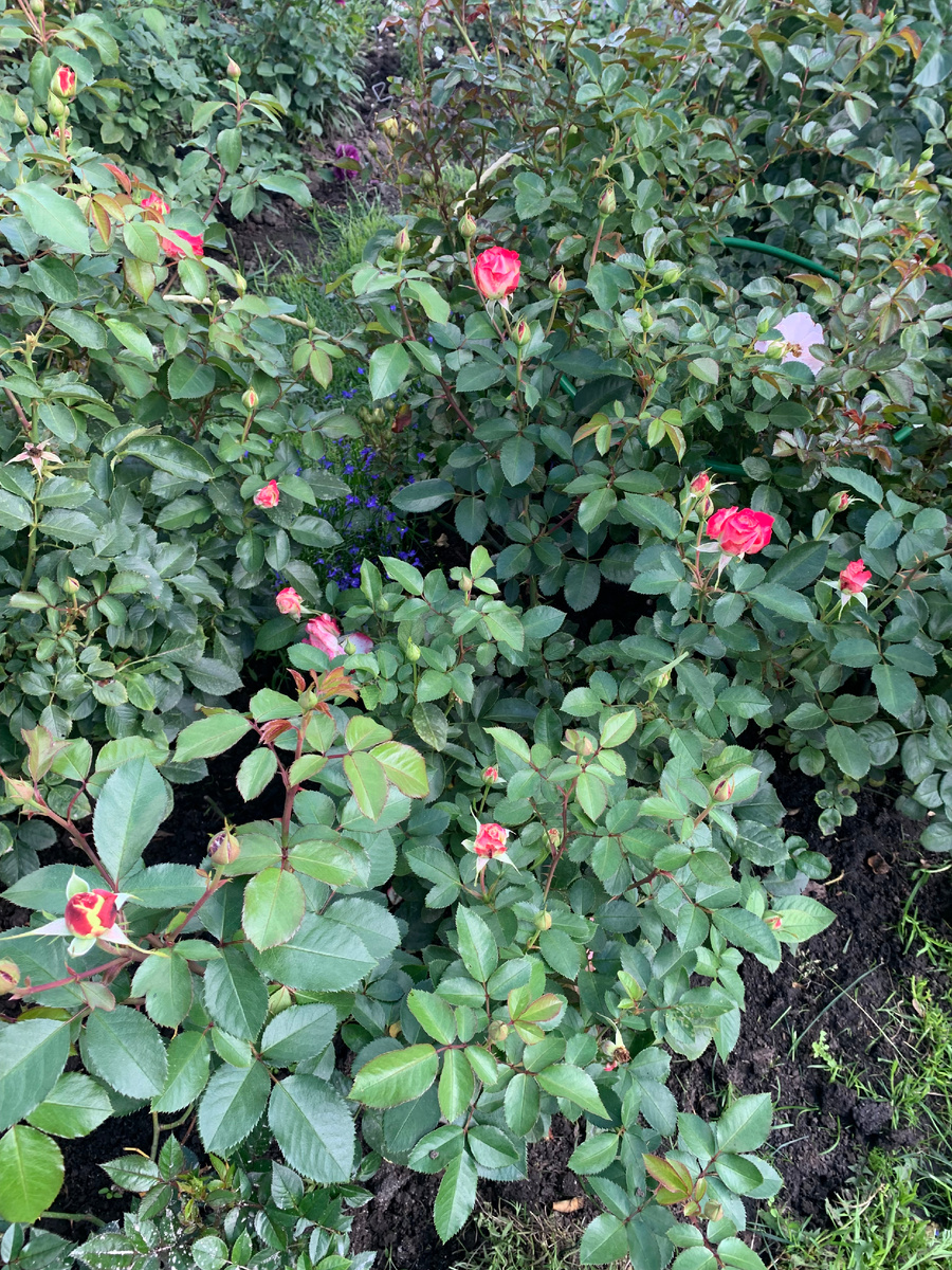 роза Юбилей принца Монако.