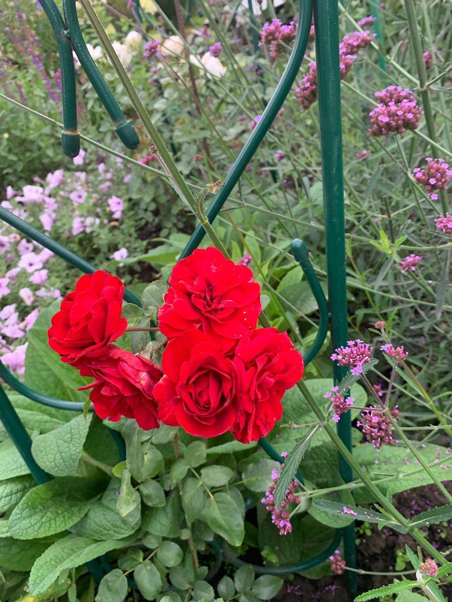 роза Амадеус. Все фото автора.