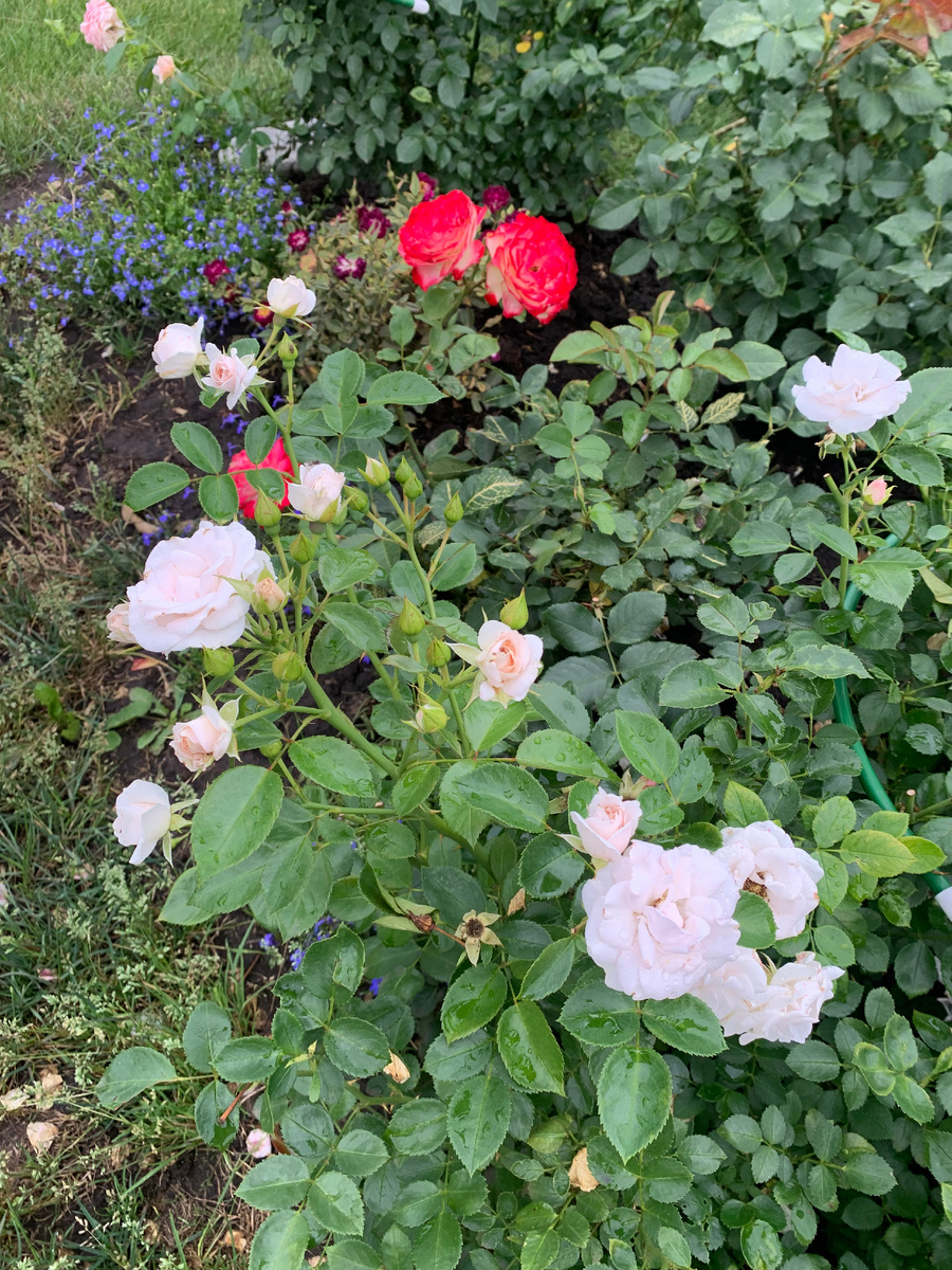 розы Аспирин и Юбилей принца Монако. Все фото автора.