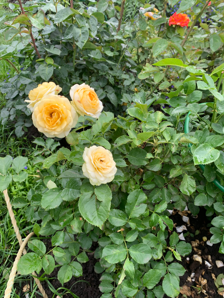 роза Болеро.