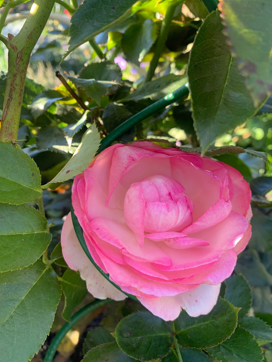 роза Пьер де Ронсар, все фото автора.