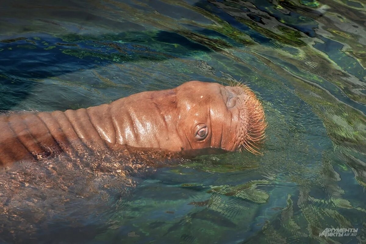    В Ростовском-на-Дону зоопарке рассказали о существовании Чёрной книги