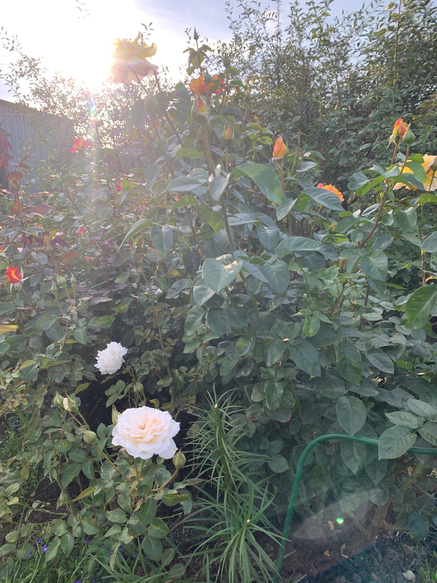 роза Паустиния и другие.