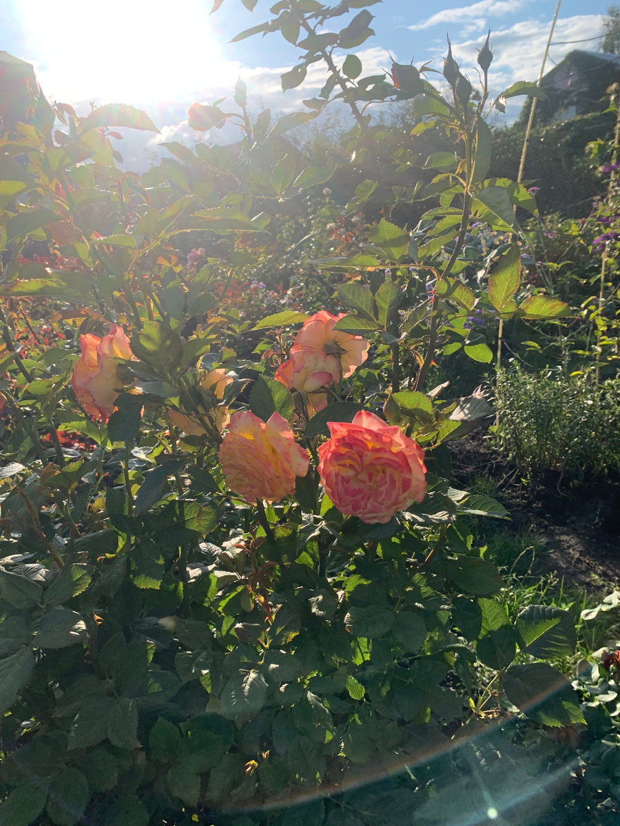 роза Гартеншпас