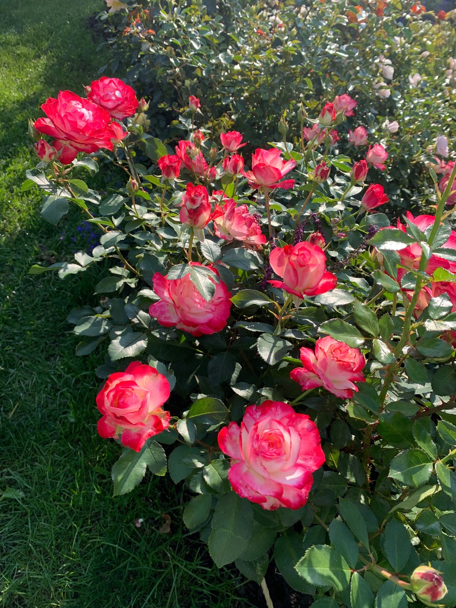 роза Юбилей принца Монако, все фото автора на 30.08.25 года.