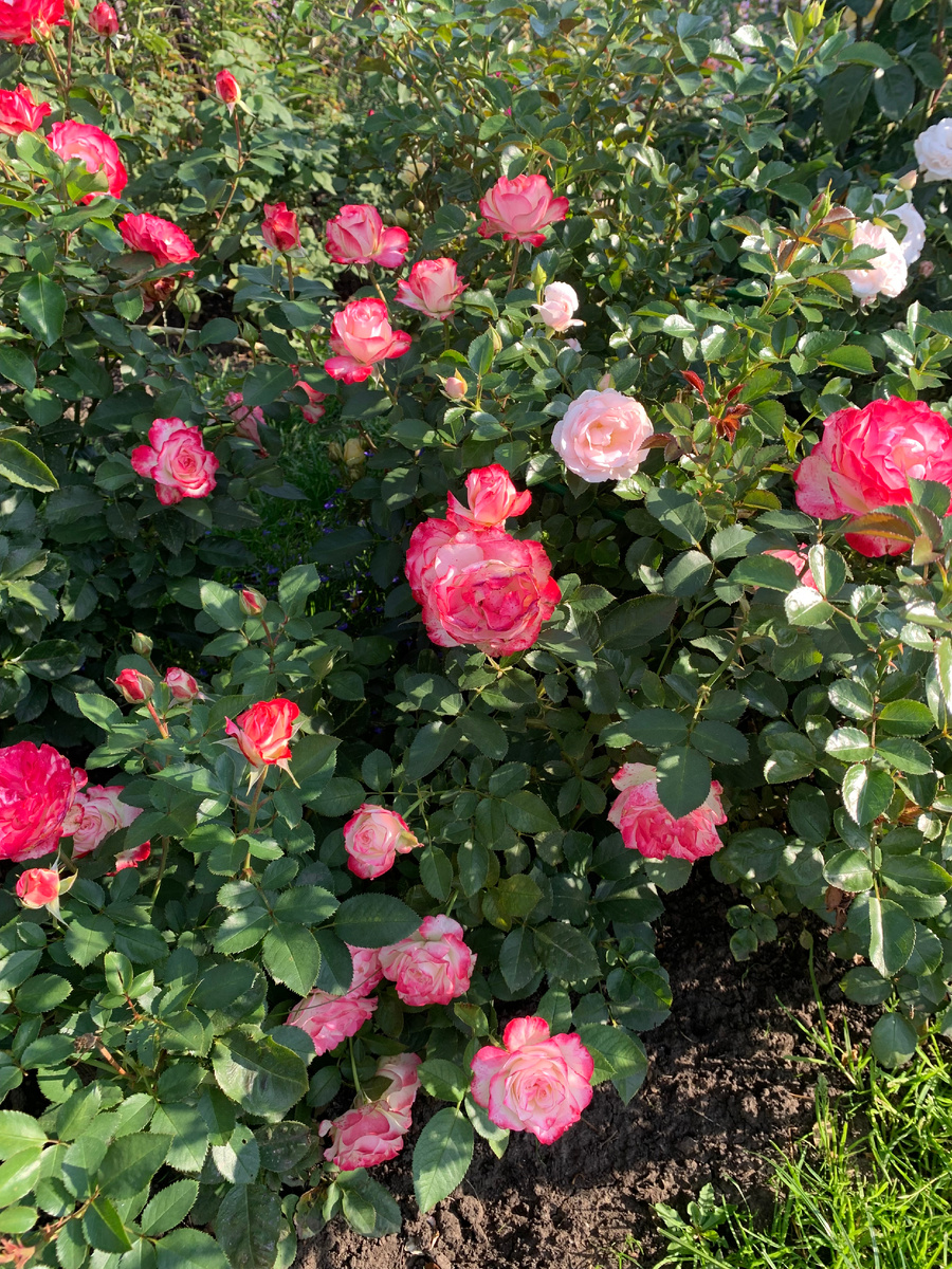 роза Юбилей принца Монако.