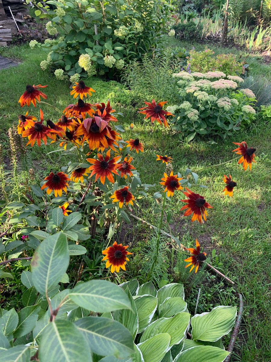 рудбекия и очиток.