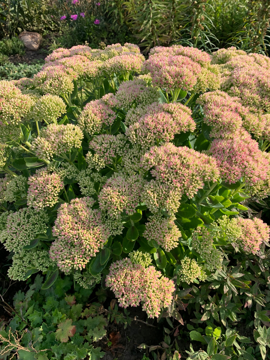 Очиток видный, все фото автора