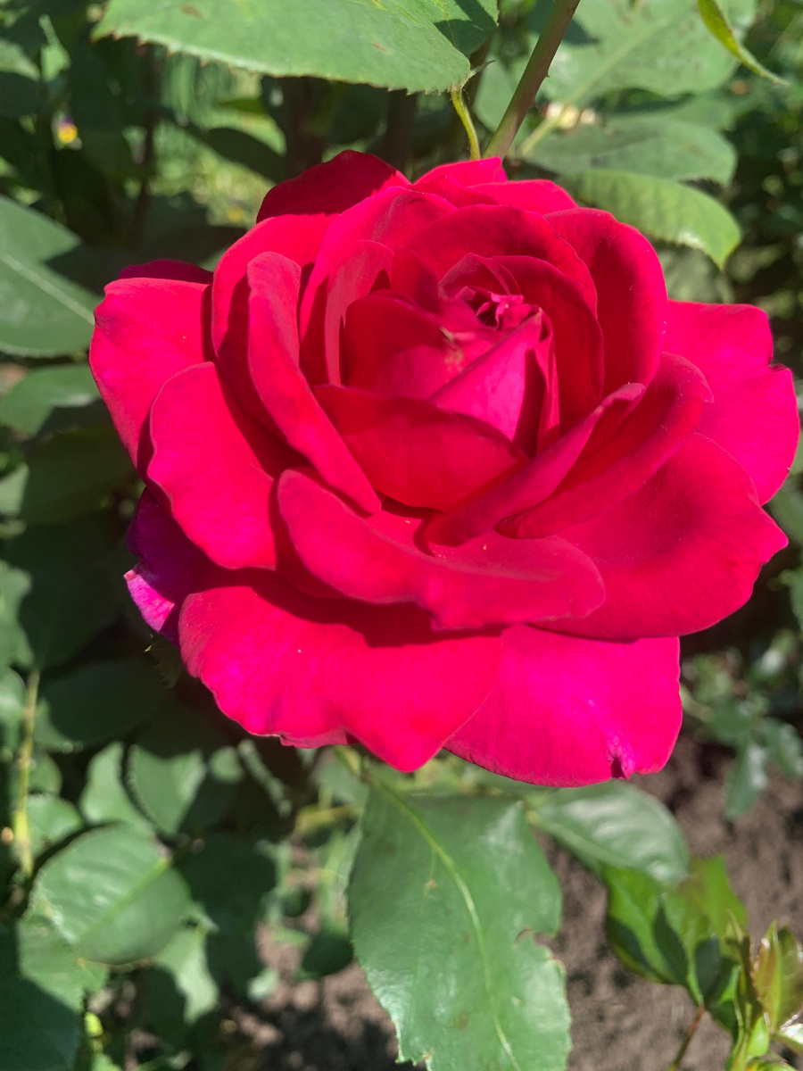 15.06.25.роза Веласкес