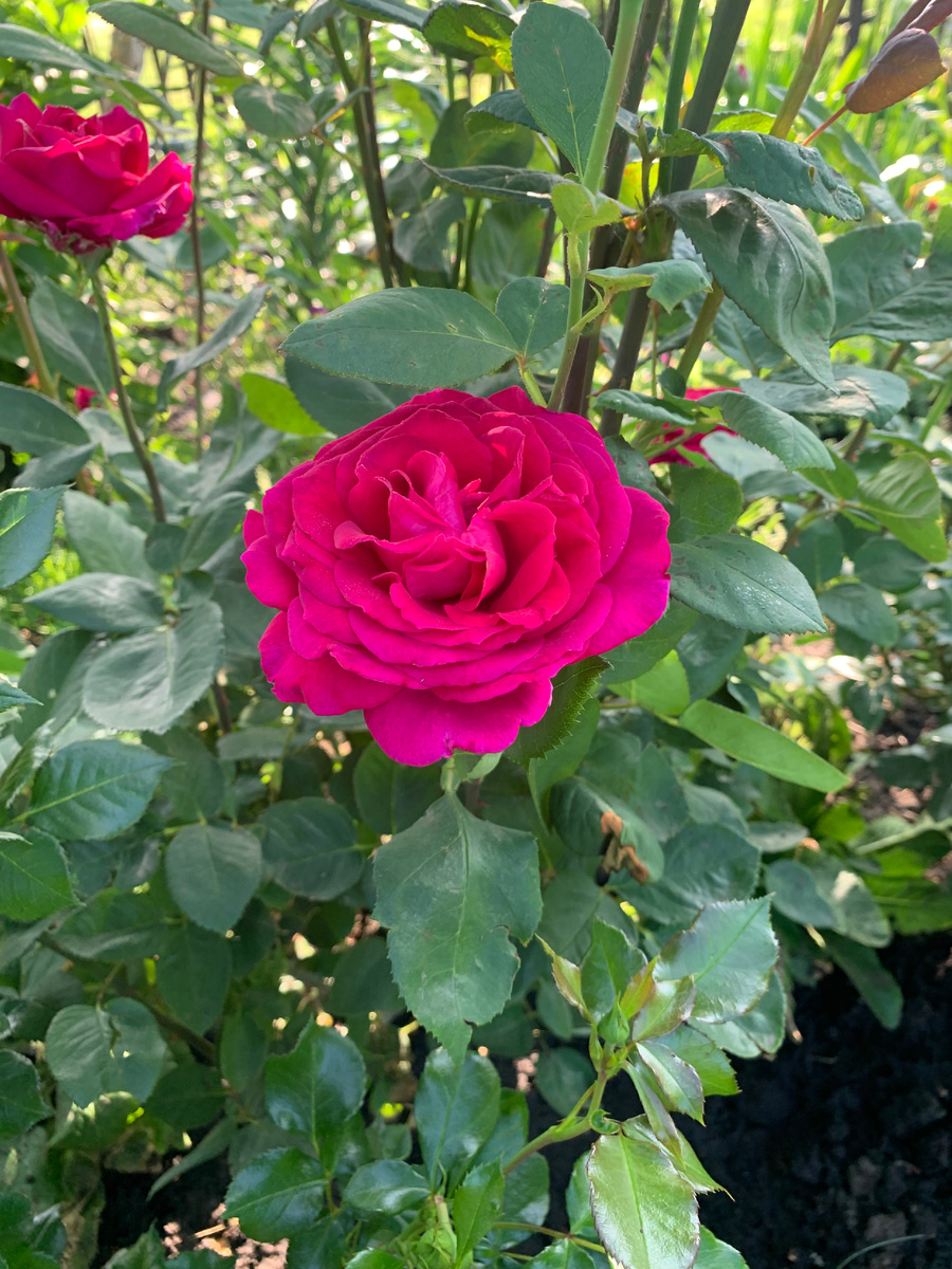 17.06.25.роза Веласкес