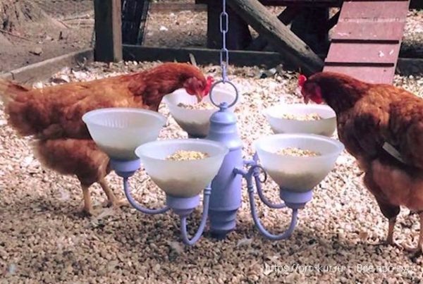 Как изменились корма для птиц и типы кормов