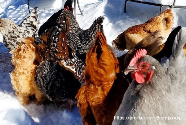 Чем отличаются стартовые, ростовые и финишные корма для птиц