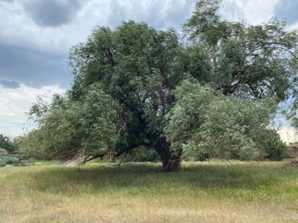    "Бабушка Ива" / t.me/Yuri_Slusar