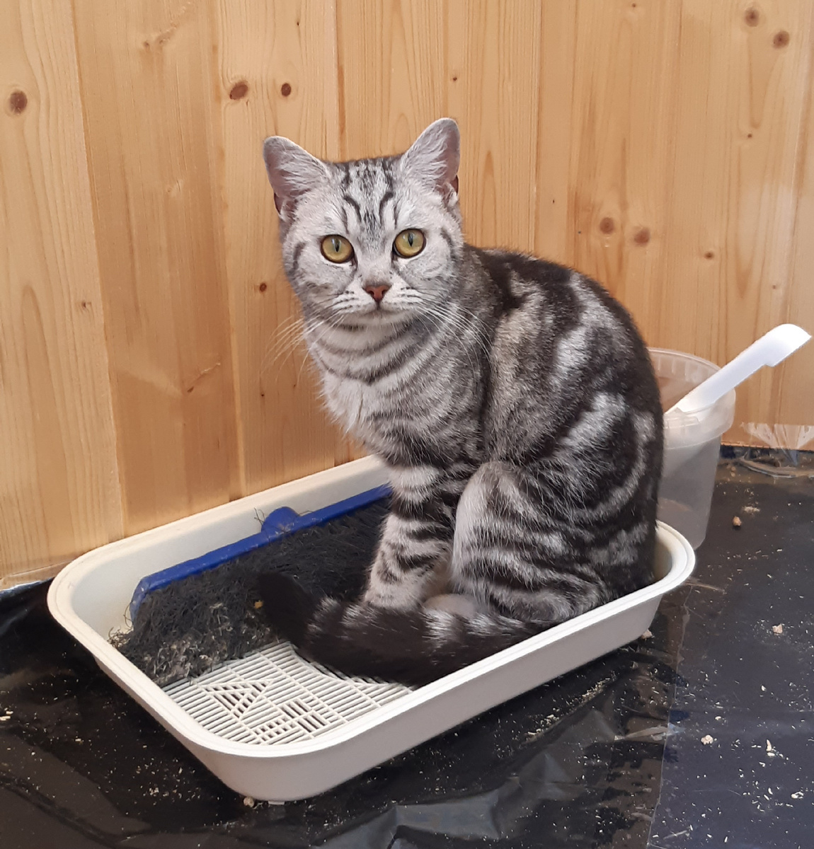 Кошка нашла новую "лежанку".