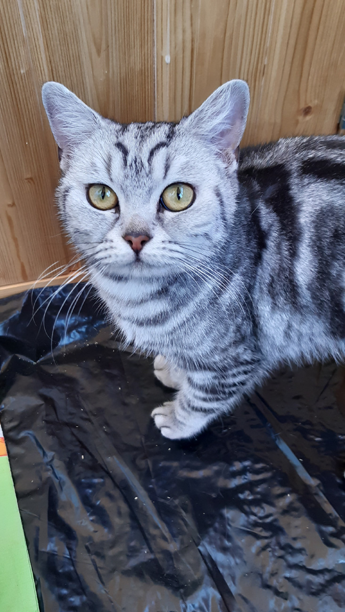 Кошка встречает Ма.