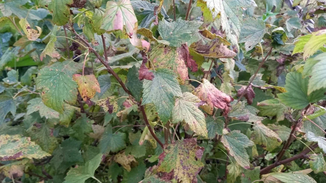 Результат неправильной весенней обрезки - истощенный куст с мизерным урожаем