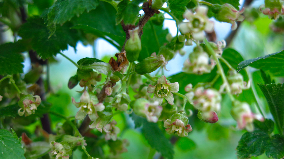 Молодые побеги после августовской обрезки активно закладывают почки урожая следующего года
