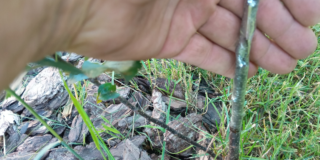 Окулировка - летняя прививка плодовых