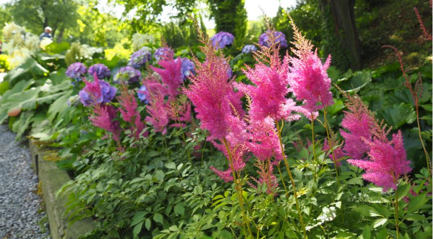 Астильбы в саду. Источник фото: https://www.supersadovnik.ru/plant/astilba-1433