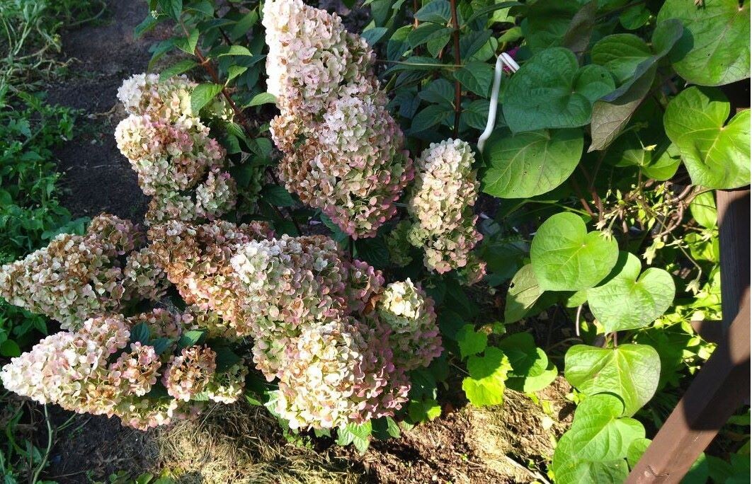 Сандей Фрайз покоричневела уже в августе после фитофторных туманов. Метельчатые гортензии могут быстро потерять декоративность из-за покоричневения, 2024 год. Фото автора