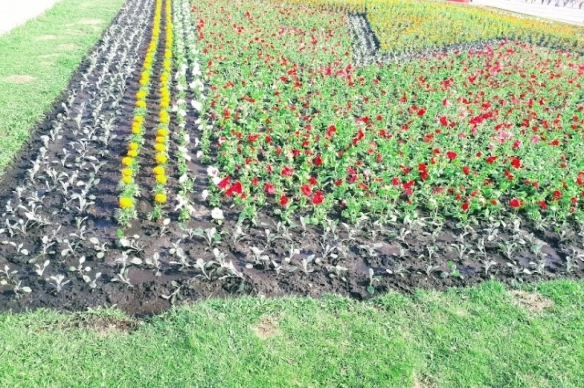    Специалист по озеленению рассказал, какими цветами украшают Тюмень