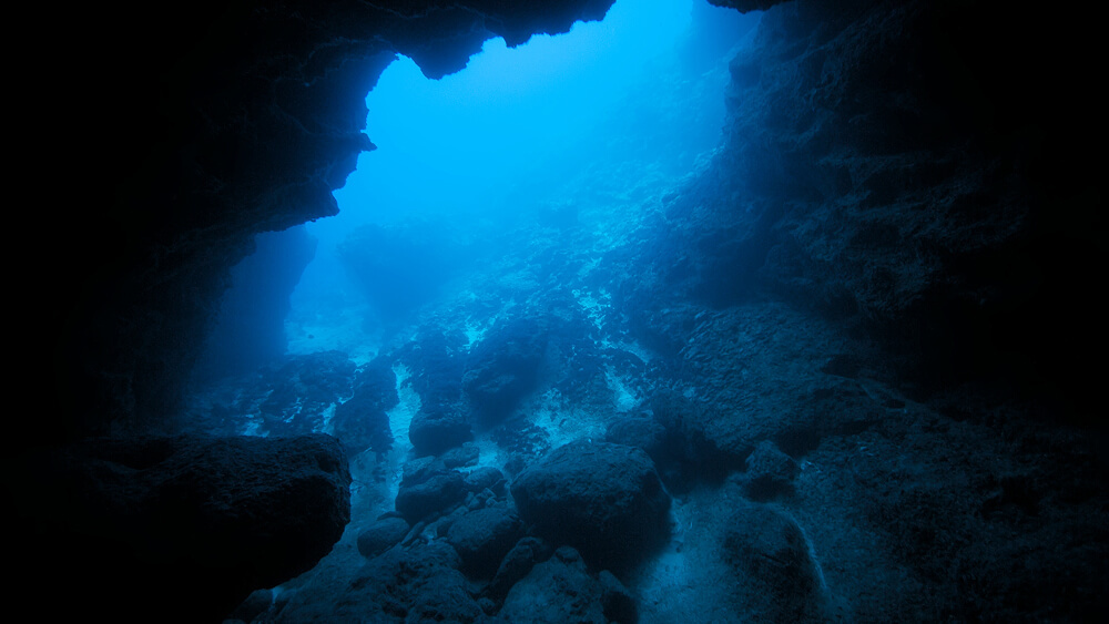 Под толщей океана существует невидимый, но крайне важный мир — планктон.(telegra.ph)