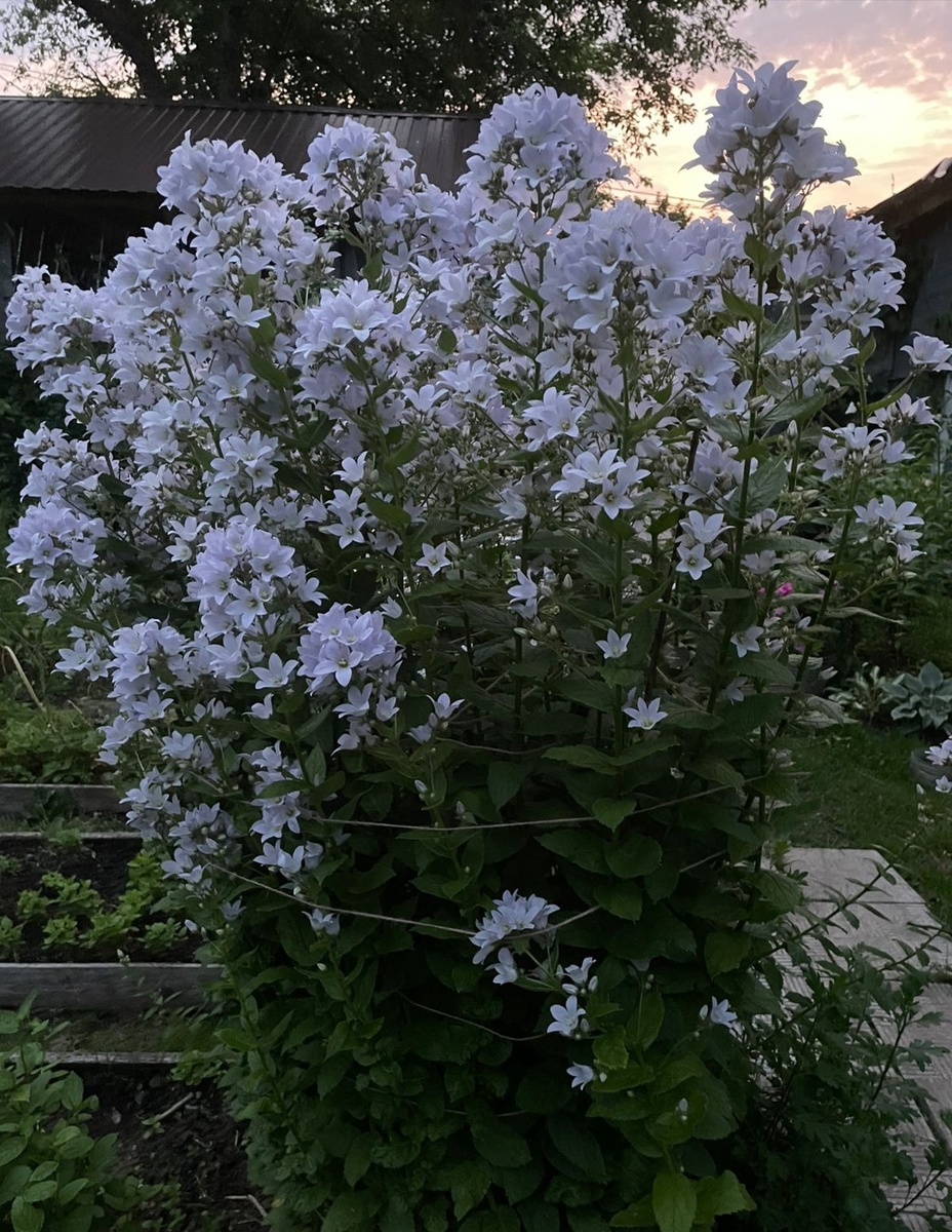 Колокольчик молочноцветковый видовой, высокий