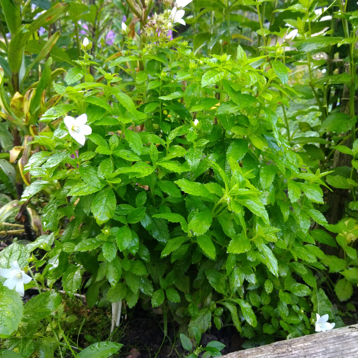 Молочноцветковый колокольчик Вайт Пуфф, карликовый