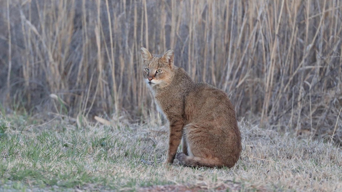 Фото с сайта: https://animals.pibig.info/7836-bolotnaja-rys.html